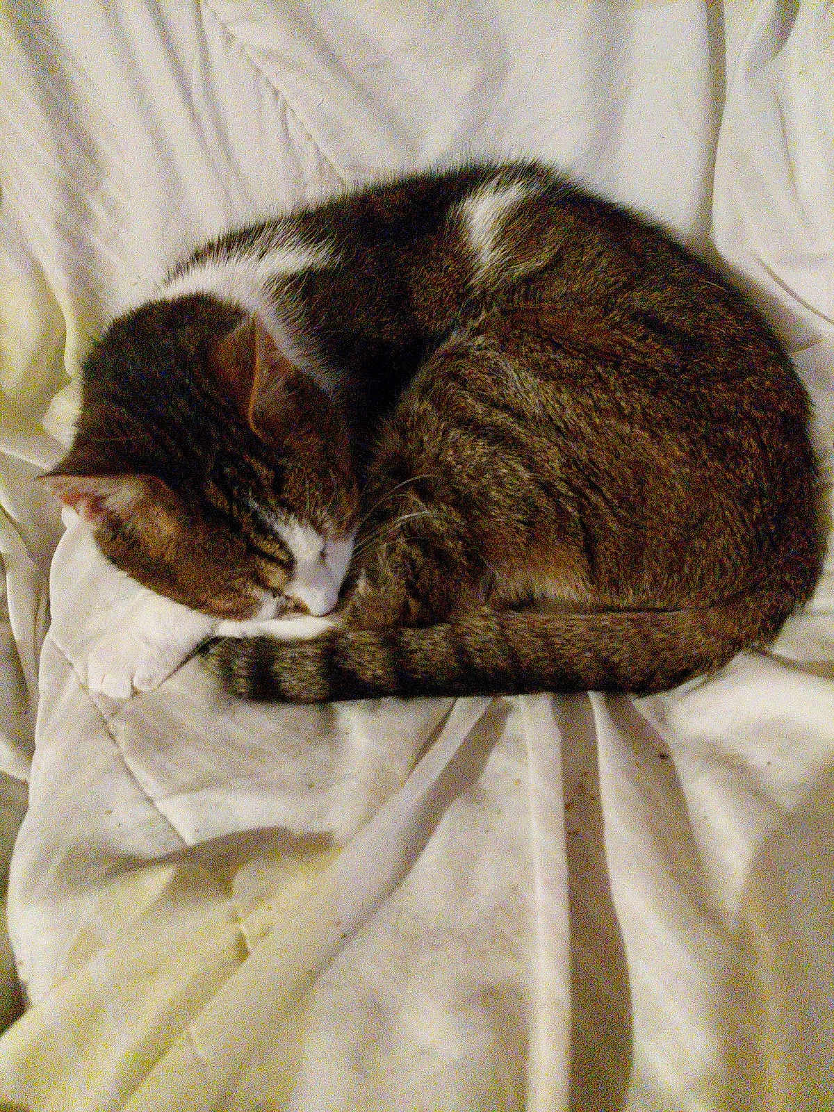 Basil participe au concours pour gagner de l'argent avec cette photo : cat, tabby, sleeping, curled_up, pet, feline, animal, cozy, blanket, white, fur, whiskers, indoor, relaxation, cute, domestic, resting, quiet, soft, nap