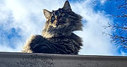 Luna joined the competition — help win amazing prizes! cat, fluffy_cat, long-haired_cat, feline, pet, animal, portrait, close_up, looking_down, rooftop, roof, outdoor, sky, blue_sky, clouds, tree_branches, winter, low_angle, whiskers, dramatic_lighting