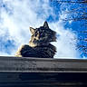 cat, fluffy_cat, long-haired_cat, feline, pet, animal, portrait, close_up, looking_down, rooftop, roof, outdoor, sky, blue_sky, clouds, tree_branches, winter, low_angle, whiskers, dramatic_lighting