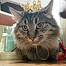 Luna joined the competition — help win amazing prizes! cat, fluffy, long_hair, tabby, crown, tiara, jewelry, royal, pet, animal, portrait, close_up, wide_eyes, whiskers, ears, fur, indoor, wooden_surface, funny, close_crop