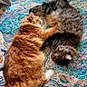 Luna joined the competition — help win amazing prizes! cats, two_cats, orange_cat, gray_cat, fluffy, long_hair, sleeping, napping, cuddling, pets, felines, bed, bedspread, bedding, indoors, cozy, relaxed, animal, close_up, patterned_fabric