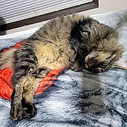 Luna is registered to the contest to win money with this photo: cat, tabby_cat, fluffy, sleeping, lying_down, pet, animal, fur, whiskers, ears, eyes, cozy, blanket, bed, bedroom, indoors, window, blinds, relaxed, nap