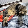 cat, tabby_cat, fluffy, sleeping, lying_down, pet, animal, fur, whiskers, ears, eyes, cozy, blanket, bed, bedroom, indoors, window, blinds, relaxed, nap