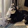 Raya a rejoint le concours — aidez-le/la à gagner de superbes lots ! dog, husky, siberian_husky, pet, animal, black_and_white, fluffy, blue_eye, brown_eye, head_tilt, lying_down, indoors, curtain, window, sunlight, rug, tiled_floor, home, portrait, cute