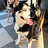Raya participe au concours pour gagner de l'argent avec cette photo : dog, husky, siberian_husky, pet, canine, animal, portrait, close_up, tongue, open_mouth, pointed_ears, black_and_white, blue_eyes, sitting, sunlight, indoors, tiled_floor, chairs, table, happy