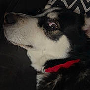 Raya participe au concours pour gagner de l'argent avec cette photo : dog, canine, black_and_white, pet, portrait, close_up, lying_down, relaxed, sideways_glance, eye, snout, fur, collar, red_collar, blanket, cushion, indoors, dark_lighting, geometric_pattern, funny_expression