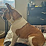 Milo joined the competition — help win amazing prizes! animal, bed, blanket, blinds, brown_and_white, bulldog, calm, collar, dog, floor, furniture, gold_chain, home, indoor, paw, pet, quiet, sitting, sunlight, window