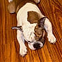 Milo joined the competition — help win amazing prizes! animal, brown, bulldog, canine, cute, dog, domestic_animal, ears, floor, fur, indoor, laying_down, mammal, paws, pet, relaxed, resting, sleepy, white, wooden_floor