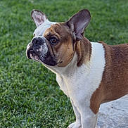 Milo joined the competition — help win amazing prizes! alert, animal, brown_and_white, canine, curious, daylight, dog, domestic_animal, ears, french_bulldog, grass, grass_lawn, mammal, nature, outdoor, paw, pet, portrait, standing, stone_path