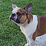 alert, animal, brown_and_white, canine, curious, daylight, dog, domestic_animal, ears, french_bulldog, grass, grass_lawn, mammal, nature, outdoor, paw, pet, portrait, standing, stone_path