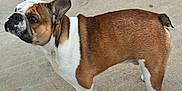 Milo joined the competition — help win amazing prizes! alert, animal, brown, bulldog, canine, companion, concrete, curious, dog, domestic, ears, outdoor, paw, pet, short_hair, side_view, snout, standing, tail, white