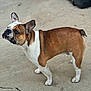 alert, animal, brown, bulldog, canine, companion, concrete, curious, dog, domestic, ears, outdoor, paw, pet, short_hair, side_view, snout, standing, tail, white