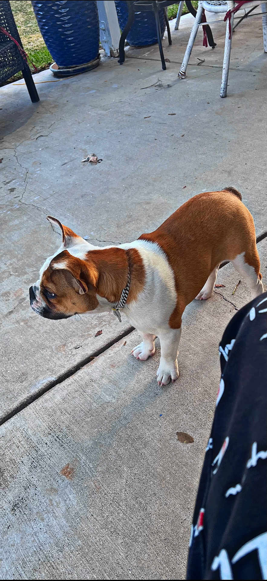 Milo