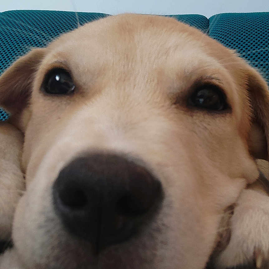 Kaamelott participe au concours pour gagner de l'argent avec cette photo : adorable, animal, close_up, companion, couch, cute, dog, ears, expression, face, fur, indoors, muzzle, nose, pet, portrait, relaxed, resting, snout, whiskers