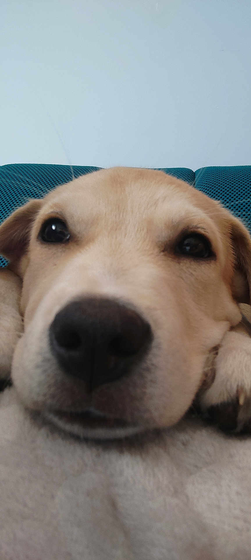 Kaamelott participe au concours pour gagner de l'argent avec cette photo : dog, close_up, nose, face, resting, cute, pet, animal, fur, ears, whiskers, indoors, couch, relaxed, expression, adorable, muzzle, snout, portrait, companion