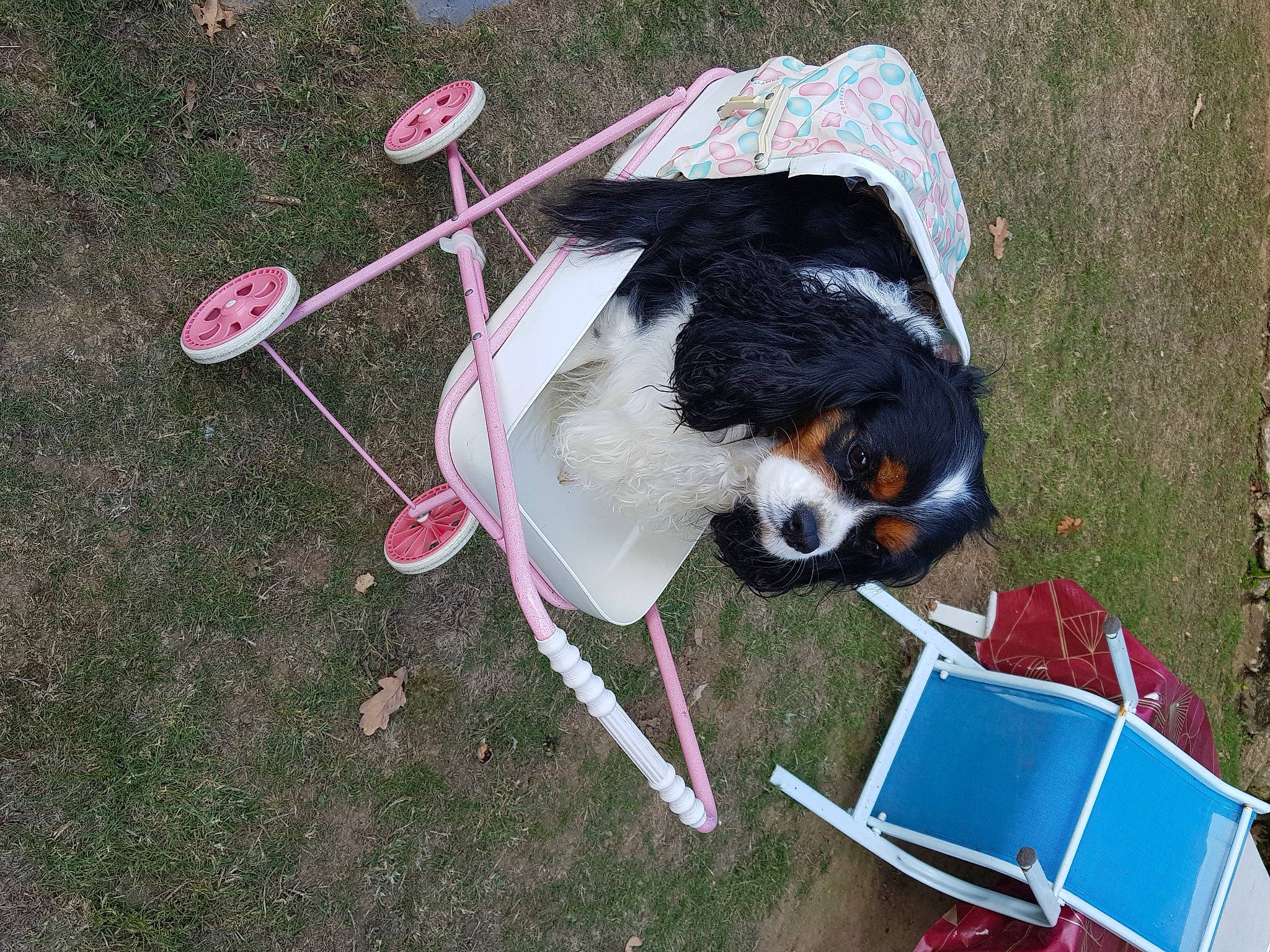 Olympe participe au concours pour gagner de l'argent avec cette photo : carmine, carnivore, cavalier_king_charles_spaniel, chair, collar, companion_dog, dog, dog_breed, dog_supply, fashion_accessory, folding_chair, fur, grass, herding_dog, leisure, monoplane, outdoor_furniture, recreation, sporting_group, tail