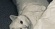 Bentley joined the competition — help win amazing prizes! animal, blanket, carpet, cat, cozy, curious, cute, domestic, ears, feline, fur, grainy, indoor, lying_down, monochrome, pet, playful, relaxed, resting, white_cat