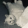 animal, blanket, carpet, cat, cozy, curious, cute, domestic, ears, feline, fur, grainy, indoor, lying_down, monochrome, pet, playful, relaxed, resting, white_cat