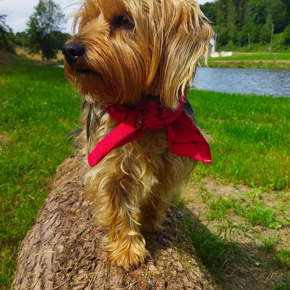 Poppins