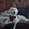 Mandie is registered to the contest to win money with this photo: dog, white_dog, couch, blanket, elderly_person, resting, wood_paneling, bone, indoor, pet, relaxed, furniture, home, leisure, canine, domestic_animal, quiet, comfort, portrait, living_room