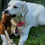 Mandie joined the competition — help win amazing prizes! dog, white_dog, toy, rope_toy, grass, outdoor, pet, collar, playful, chewing, animal, nature, fence, greenery, paw, canine, fur, relaxed, daylight, pet_accessory