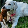 dog, white_dog, toy, rope_toy, grass, outdoor, pet, collar, playful, chewing, animal, nature, fence, greenery, paw, canine, fur, relaxed, daylight, pet_accessory
