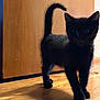 black_kitten, cat, pet, feline, wooden_floor, door, indoor, shadow, curious, small, young, animal, fur, whiskers, tail_up, standing, domestic, cute, playful, eye_reflection