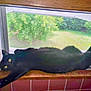black_cat, cat, window, windowsill, stretching, yellow_eyes, indoor, screen, greenery, nature, wood, tile, pet, animal, feline, relaxing, cozy, home, daylight, fur