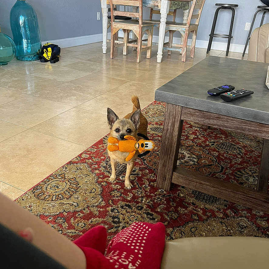 Cinnamon is registered to the contest to win money with this photo: animal, architecture, building, canine, chair, couch, diningtable, dog, furniture, hardwood, homedecor, indoors, interiordesign, livingroom, person, pet, plywood, room, table, wood