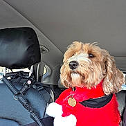 Poppy is registered to the contest to win money with this photo: dog, pet, car, car_seat, seatbelt, red_sweater, curly_fur, fluffy, window, restraint, travel, holiday_clothing, indoor, side_view, calm, brown_fur, white_fur, accessory, dog_tag, safety