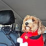 dog, pet, car, car_seat, seatbelt, red_sweater, curly_fur, fluffy, window, restraint, travel, holiday_clothing, indoor, side_view, calm, brown_fur, white_fur, accessory, dog_tag, safety