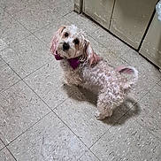 Miley is registered to the contest to win money with this photo: animal, companion, curious, curly_fur, cute, dog, domestic, ears, elevator_door, floor_tiles, fur, indoor, light, looking_up, pet, purple_bow, shadow, small_dog, standing, tail