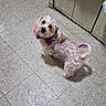 animal, companion, curious, curly_fur, cute, dog, domestic, ears, elevator_door, floor_tiles, fur, indoor, light, looking_up, pet, purple_bow, shadow, small_dog, standing, tail