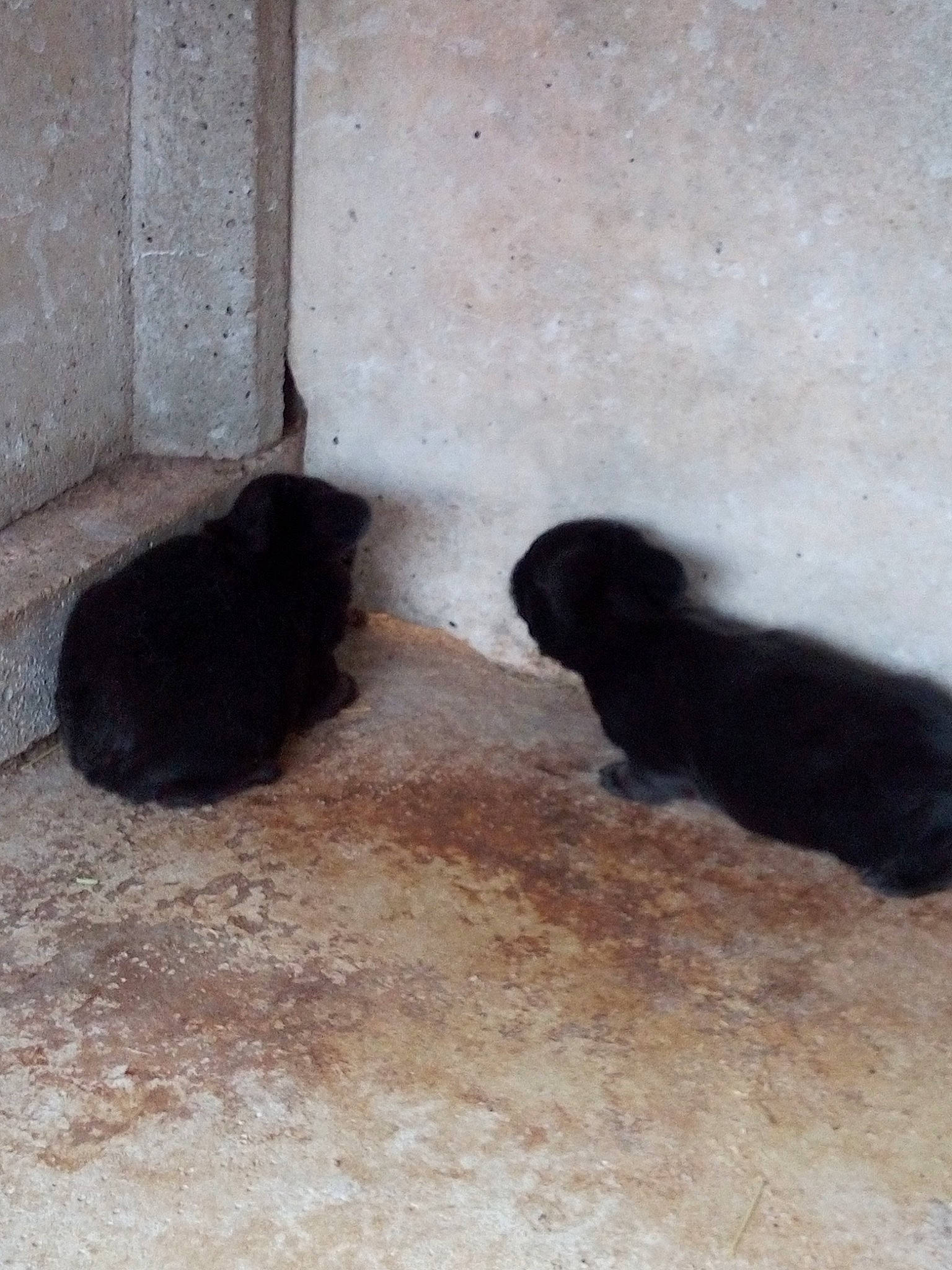 Haïdy Heiden participe au concours pour gagner de l'argent avec cette photo : canidae, carnivore, cat, dog, dog_breed, fawn, floor, german_shepherd_dog, non_sporting_group, puppy, sporting_group, tail