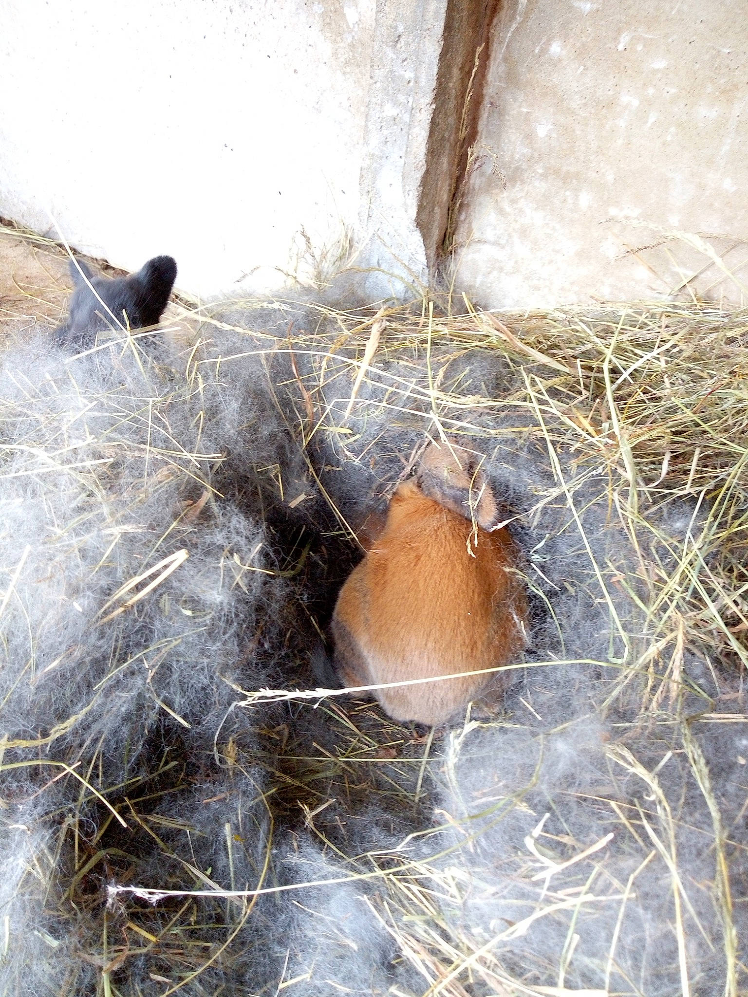Haïdy Heiden a rejoint le concours — aidez-le/la à gagner de superbes lots ! bird_nest, nest, plant, straw