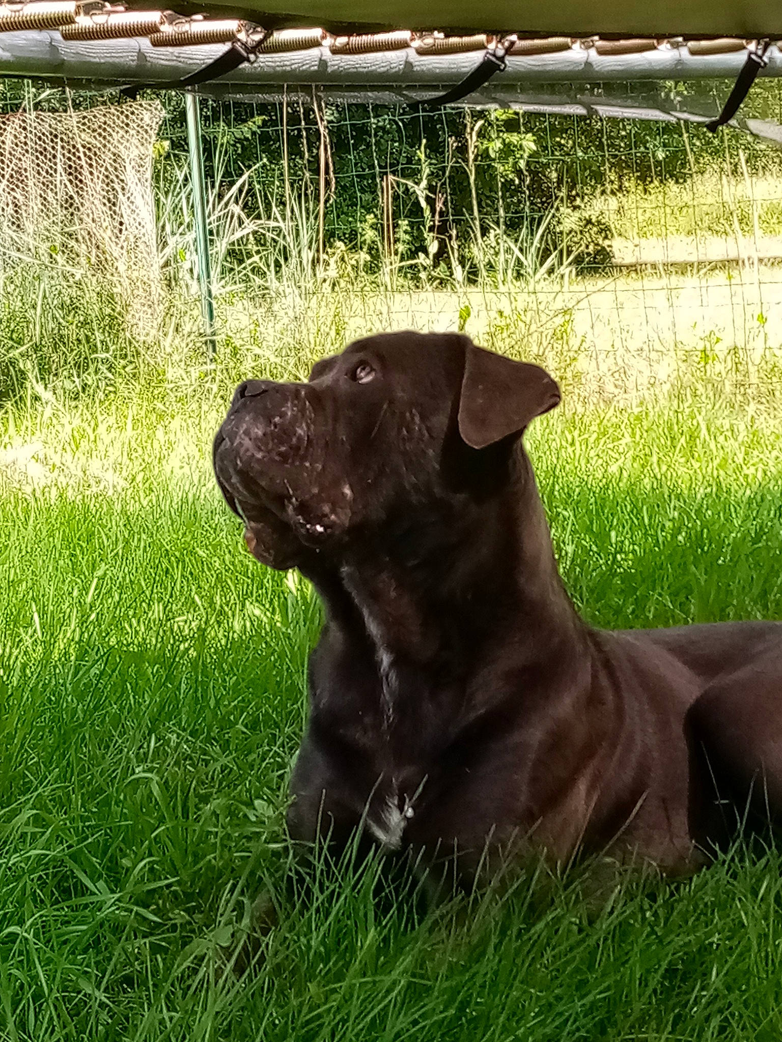 Neyco participe au concours pour gagner de l'argent avec cette photo : bandog, borador, cane_corso, canidae, carnivore, dog, dog_breed, fawn, grass, guard_dog, labrador_retriever, lawn, liver, mammal, patterdale_terrier, plant, retriever, snout, sporting_group, vertebrate