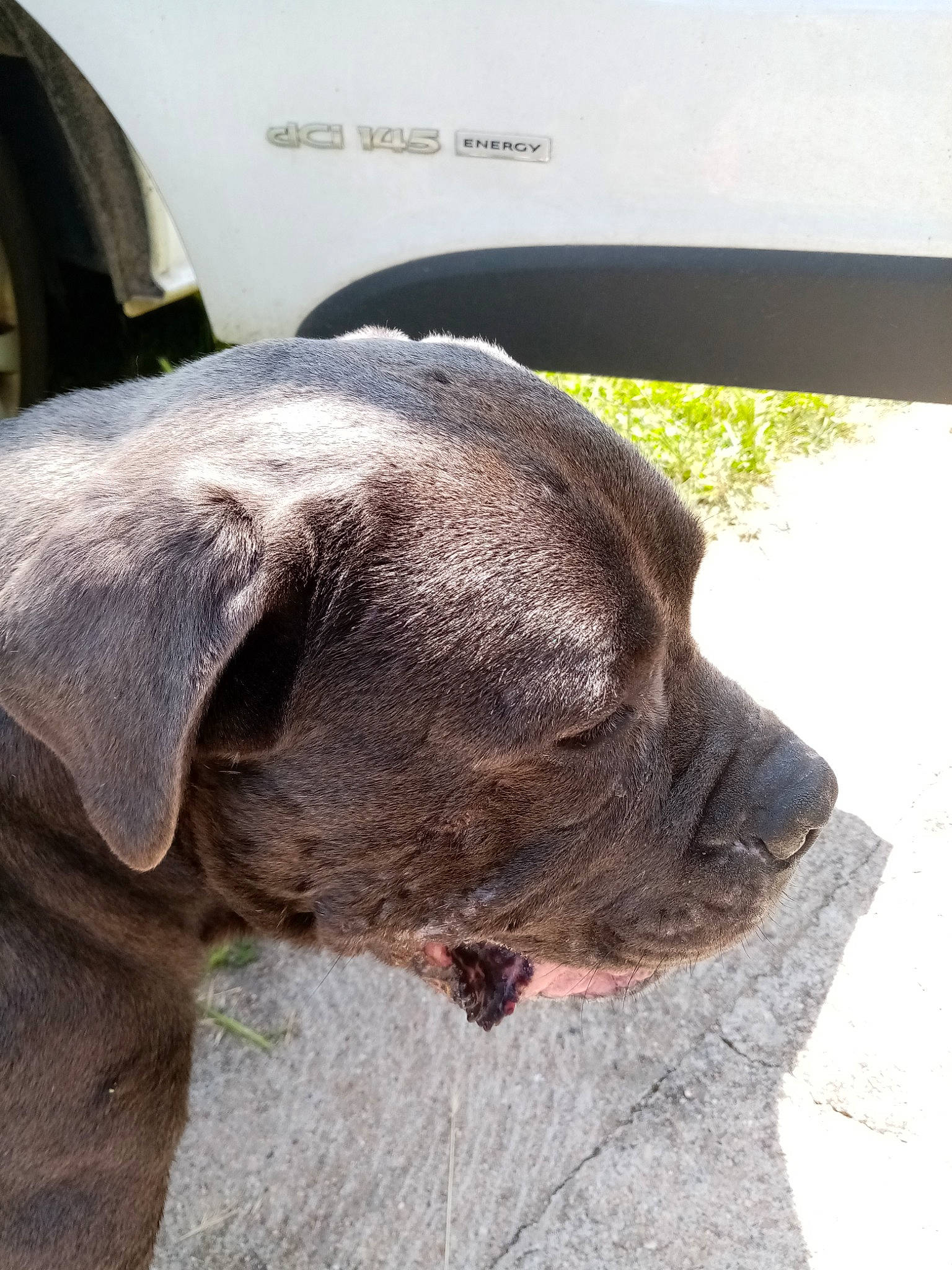 Neyco participe au concours pour gagner de l'argent avec cette photo : american_pit_bull_terrier, bandog, cane_corso, canidae, carnivore, dog, dog_breed, fawn, great_dane, guard_dog, mammal, molosser, non_sporting_group, snout, sporting_group