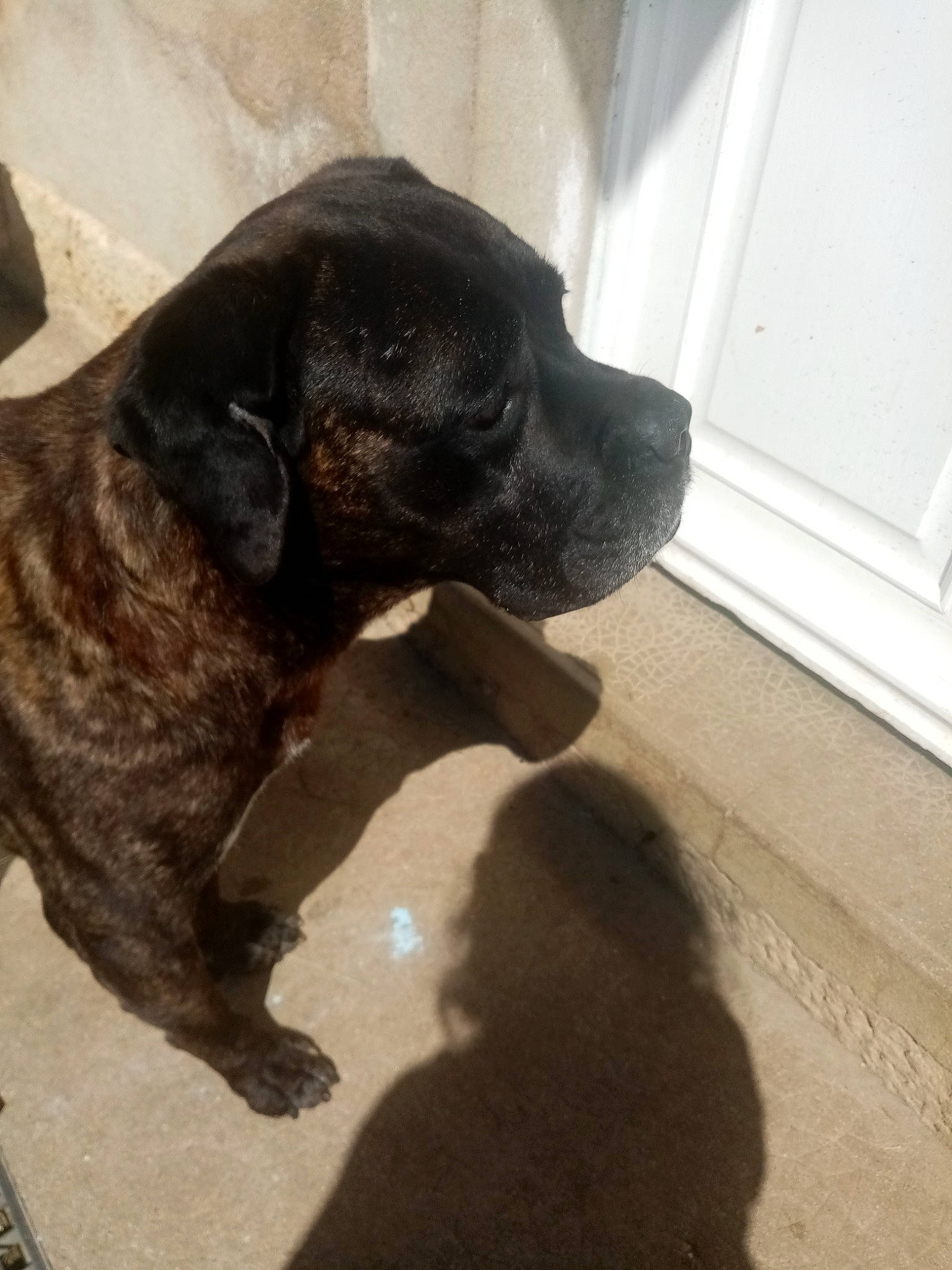 Hades a rejoint le concours — aidez-le/la à gagner de superbes lots ! bandog, boerboel, bullmastiff, cane_corso, canidae, carnivore, dog, dog_breed, fawn, fila_brasileiro, guard_dog, labrador_retriever, perro_de_presa_canario, puppy, snout, sporting_group