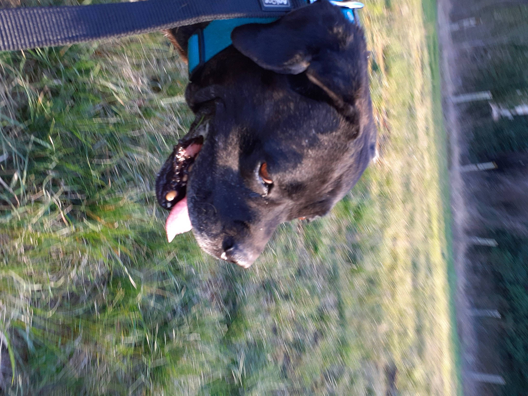 Hades a rejoint le concours — aidez-le/la à gagner de superbes lots ! canidae, carnivore, collar, dog, dog_breed, fawn, fur, grass, guard_dog, liver, plant, snout, sporting_group, tail, terrestrial_animal, tree, trunk, wildlife, window, working_animal