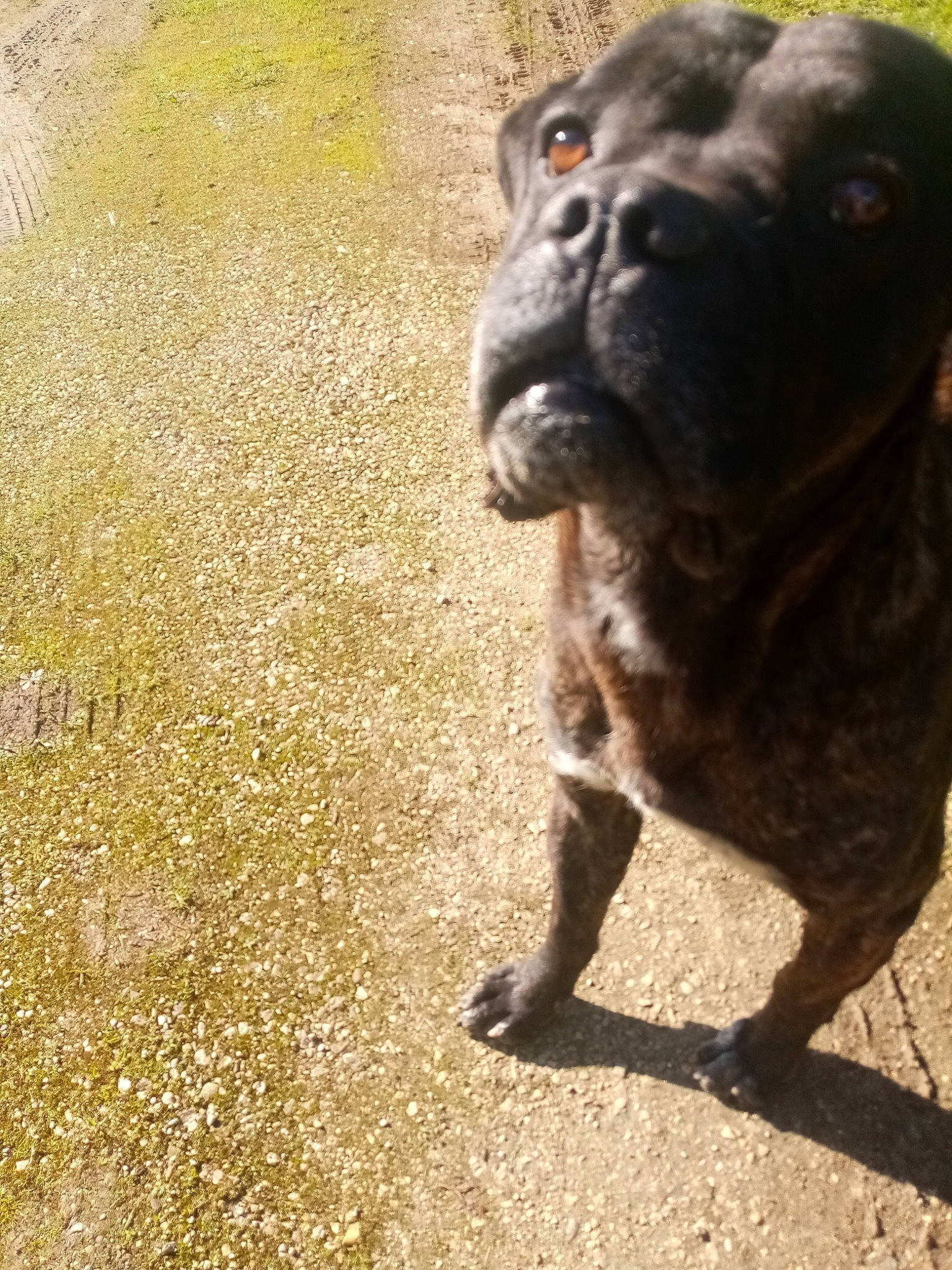 Hades participe au concours pour gagner de l'argent avec cette photo : alaunt, american_pit_bull_terrier, ancient_dog_breeds, bandog, canidae, carnivore, companion_dog, dog, dog_breed, fawn, mammal, molosser, non_sporting_group, perro_de_presa_canario, pug, shar_pei, snout, sporting_group, vertebrate