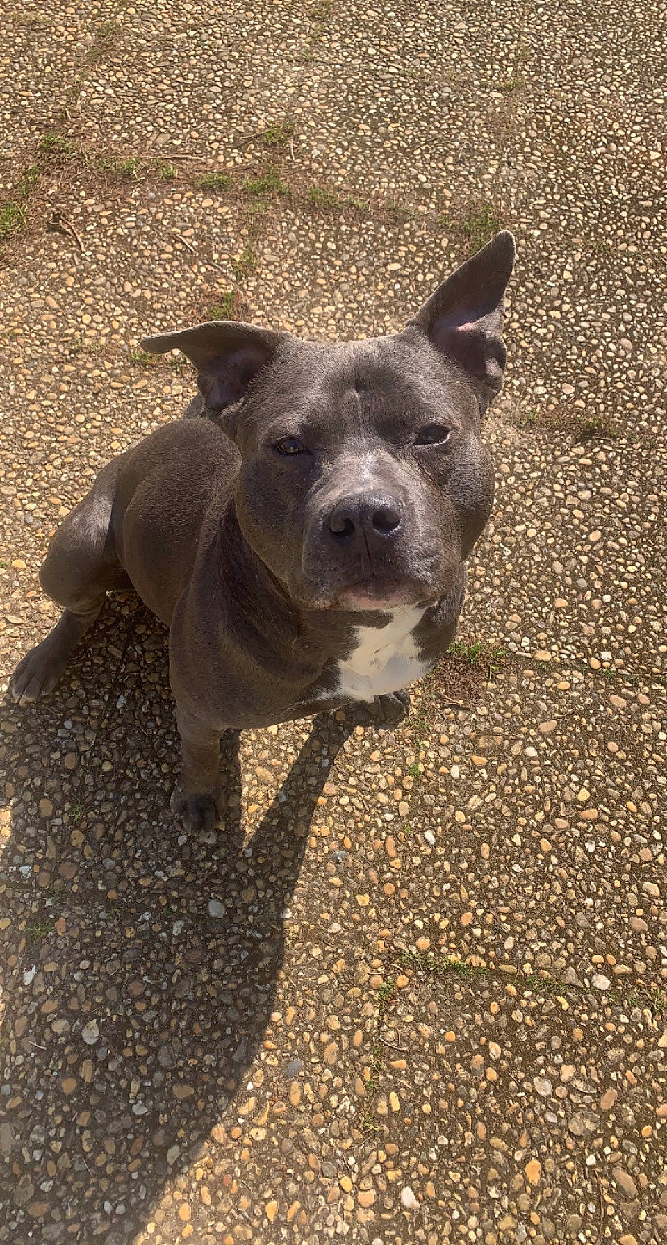 Thyron a rejoint le concours — aidez-le/la à gagner de superbes lots ! asphalt, canidae, carnivore, companion_dog, dog, dog_breed, fawn, fireworks, grass, non_sporting_group, road_surface, shadow, snout, soil, sporting_group, terrestrial_animal, whiskers, wildlife, working_animal, working_dog