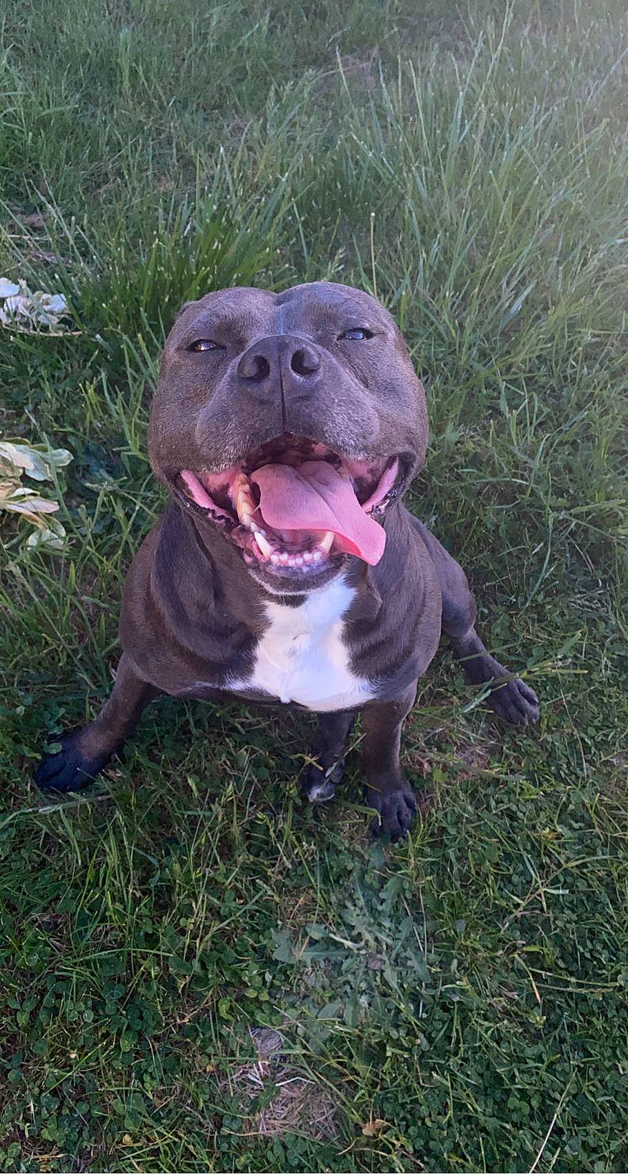 Thyron a rejoint le concours — aidez-le/la à gagner de superbes lots ! canidae, carnivore, collar, dog, dog_breed, fang, fawn, grass, hunting_dog, jaw, molosser, non_sporting_group, plant, sculpture, smile, snout, sporting_group, terrestrial_animal, whiskers