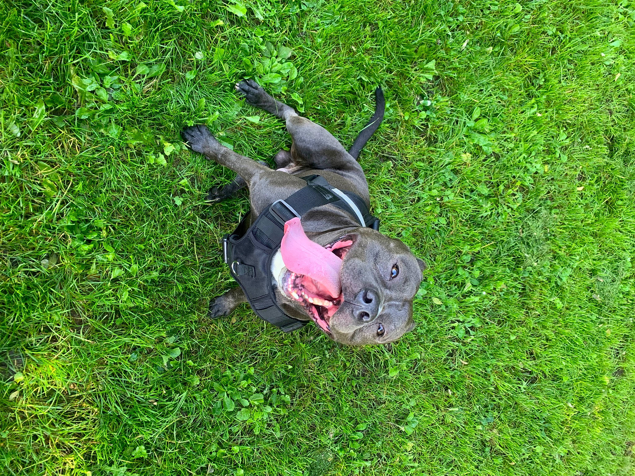 Thyron a rejoint le concours — aidez-le/la à gagner de superbes lots ! canidae, carnivore, companion_dog, dog, dog_breed, grass, grassland, groundcover, guard_dog, hunting_dog, leash, plant, shrub, sporting_group, tail, terrestrial_animal, working_animal