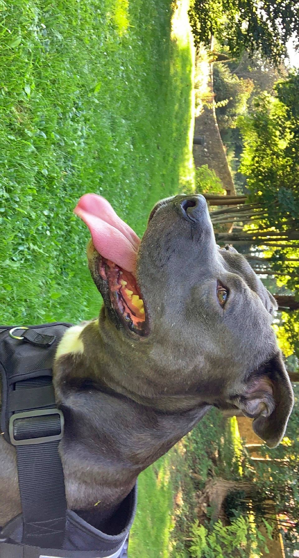 Thyron participe au concours pour gagner de l'argent avec cette photo : art, elephants_and_mammoths, fawn, gesture, grass, green, horn, jaw, lawn_ornament, plant, reptile, sculpture, snout, sporting_group, terrestrial_animal, tree, trunk, wildlife, working_animal, wrinkle