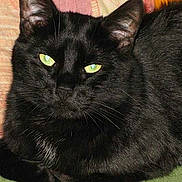 Bart participe au concours pour gagner de l'argent avec cette photo :