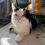 Perle a rejoint le concours — aidez-le/la à gagner de superbes lots ! cat, black_and_white_cat, feline, pet, whiskers, paw, ears, green_eyes, fur, portrait, close_up, relaxed, sunlight, indoor, blanket, home_interior, curtain, shallow_depth_of_field, soft_light, table_or_floor
