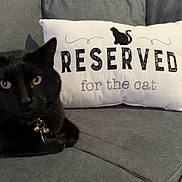 Officer Butters joined the competition — help win amazing prizes! animal, black_cat, cat, closeup, collar, comfortable, cozy, cute, decor, domestic_animal, feline, gray_couch, home, indoor, pet, pillow, relaxed, resting, sofa, text
