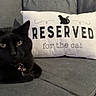 animal, black_cat, cat, closeup, collar, comfortable, cozy, cute, decor, domestic_animal, feline, gray_couch, home, indoor, pet, pillow, relaxed, resting, sofa, text