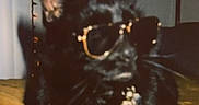 Officer Butters joined the competition — help win amazing prizes! accessory, animal, black_cat, blanket, blurred, cat, collar, cool, cozy, cute, dark, ears, feline, indoor, pet, resting, string_lights, sunglasses, whiskers, yellow_blanket
