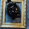 Officer Butters is registered to the contest to win money with this photo: animal, bell, black_cat, cat, close_up, collar, curious, domestic_cat, feline, floor, framed, golden_frame, indoor, looking_up, pet, picture_frame, portrait_style, texture, whiskers, yellow_eyes